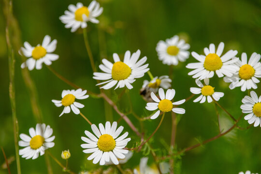 Artenreiche Blumenwiese mit Margeriten und Insekt in nat&uuml;rlicher sommerlicher Landschaft