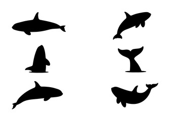 Orca Whale Silhouettes, Killer Whale Vector Icons, Marine Mammal Aquatic Wildlife Graphics © Rakibul