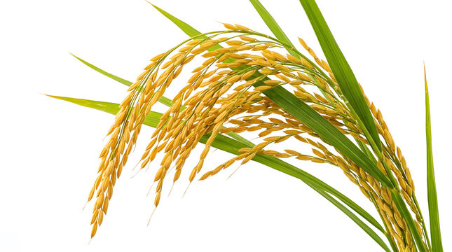 rice stalks yellow grain