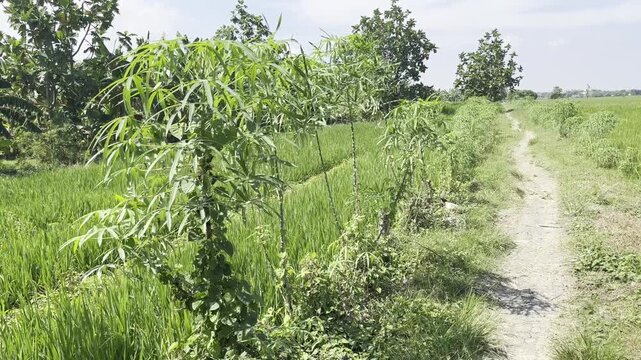 Cassava plants growing next to a dirt path in rural farm