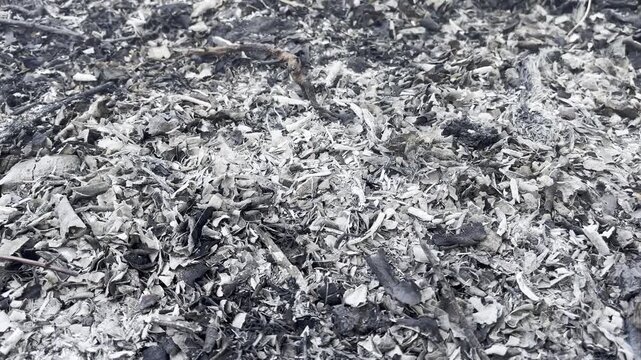 Black and grey wood ash texture background from forest fire