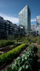 Fototapeta premium Vegetable garden with skyscrapers in background, showcasing urban agriculture and sustainable city living under a clear blue sky.