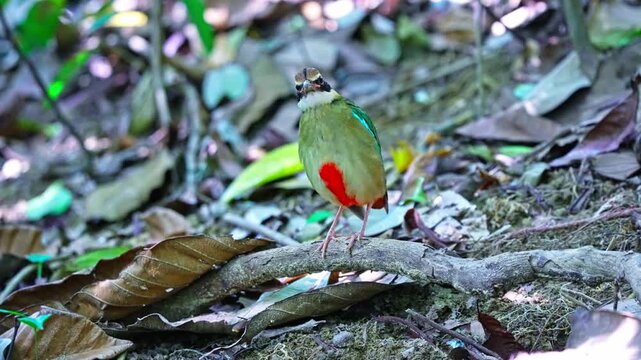 Colorful Fairy Pitta Bird Perches On Wood On Forest Ground. close-up shot