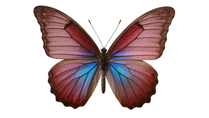 Blue and pink butterfly with intricate wing patterns © Femke
