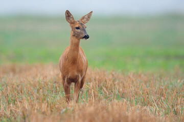 Roe deer in a clearing © Janusz