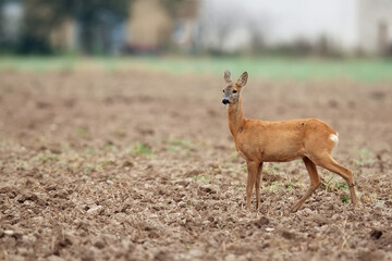 Roe deer in a clearing © Janusz