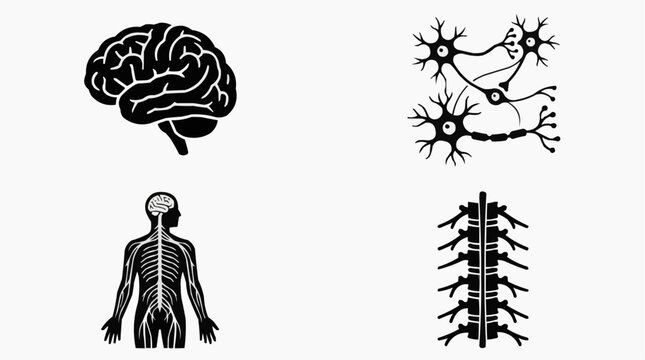 Illustrations of the human nervous system, including brain, neurons, and spinal cord anatomy.
