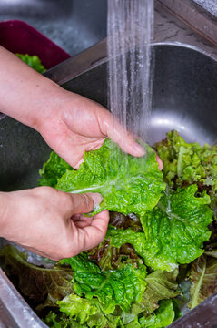 Close up of washing organic lettuce leaves for fresh salad preparation