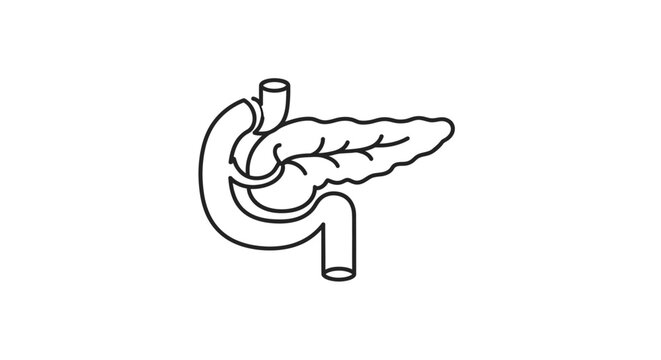 Human pancreas and stomach anatomy.