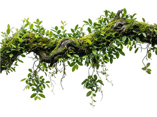 Obraz premium Mossy tree branch with green leaves isolated on transparent background