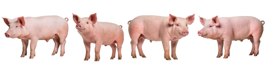 Four adorable pink piglets stand isolated on a transparent background, showcasing their cute and playful nature. © LifestylePNG