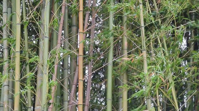 4K close‑up footage of bamboo stems swaying in strong wind in Japan