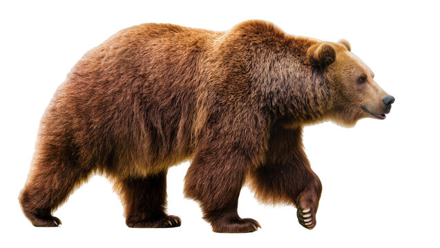 Brown bear walking profile view on white