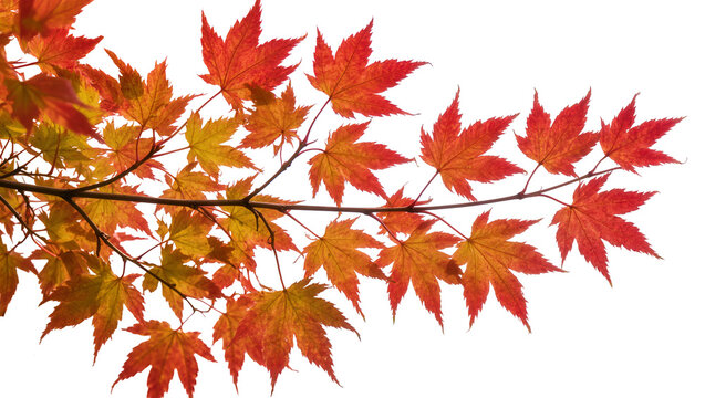 Autumn maple leaves branch red orange yellow gradient