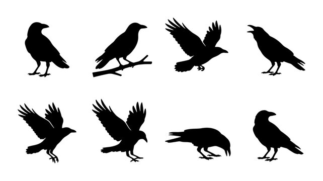Crow Silhouettes, Vector Icons Set: Flying, Perching, Standing Birds Collection