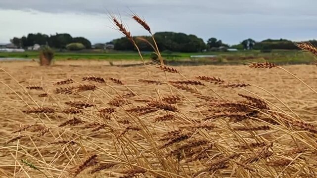 Slow‑motion footage of wheat stalks swaying in strong typhoon winds in rural Japan