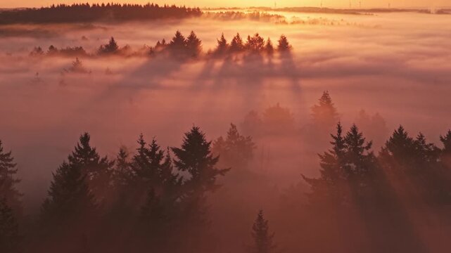 Aerial view of Venekotensee with sunbeams piercing through misty pine forest at sunrise in Niederkruchten, Nordrhein-Westfalen, Germany.
