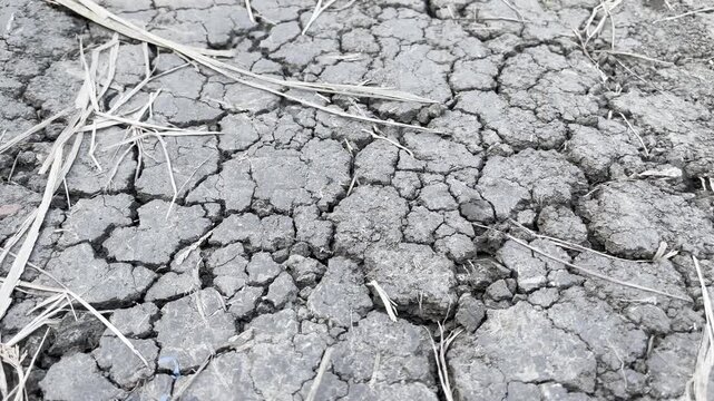 Cracked dry mud texture with dead plant roots after severe drought