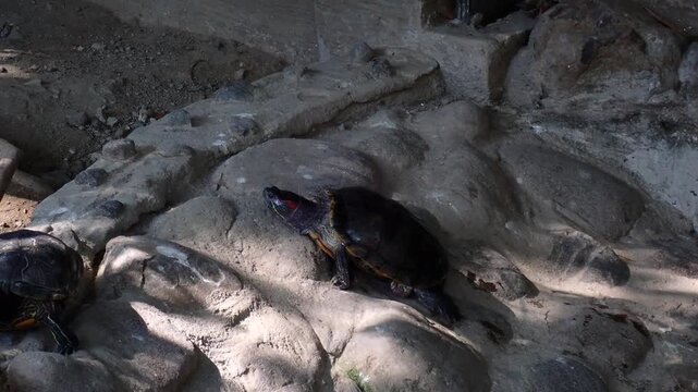 Red-eared slider turtle explores a rocky enclosure. Freshwater reptile moves across textured stone habitat in a calm wildlife scene.