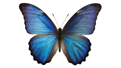 Blue Morpho Butterfly with Iridescent Wings © Femke