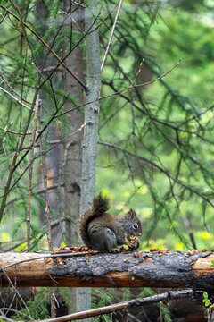 American red squirrel eating nut on log in forest