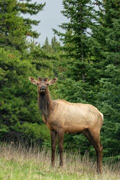 Young elk standing on a dense pine tree forest in the Canadian Rockies
