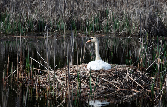 Elegant white mute swan sitting on a nest in wetland on spring day