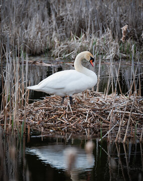 White mute swan standing on its reedy nest on spring day.