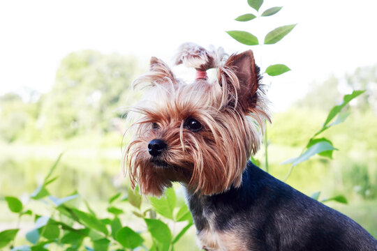 Yorkshire Terrier
