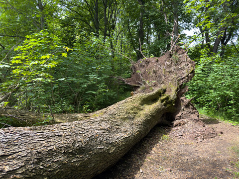 Fallen tree in a city park after a storm causing damage and obstruction