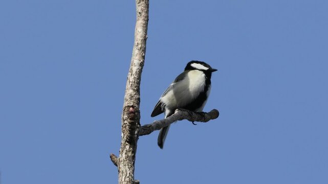 Japanese Tit Singing and Taking Off from a Tree: Medium Shot and Takeoff Scene (4K with Audio)
