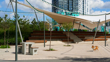 Fototapeta premium Modern outdoor amphitheater with a dog in a city park on a sunny day. Urban landscape.