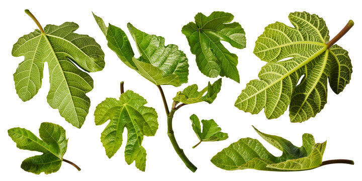Large set of fresh green fig leaves and branches isolated on a white background. Botanical collection of detailed foliage with visible veins.