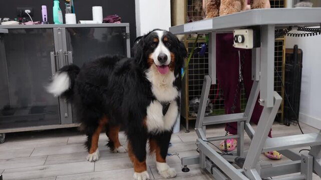 Fluffy bernese mountain dog wagging its tail and panting happily while waiting for its grooming session in a professional pet care salon