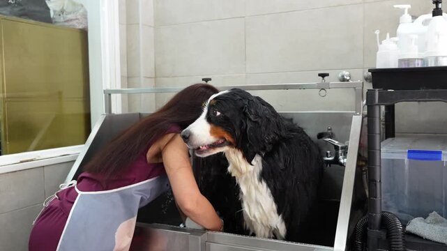 Female groomer carefully soaping a large bernese mountain dog in a professional stainless steel tub at a pet grooming salon