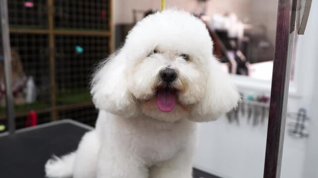 Cute white bichon frise dog sitting on a grooming table with its tongue out. Professional pet care and haircut at a modern salon
