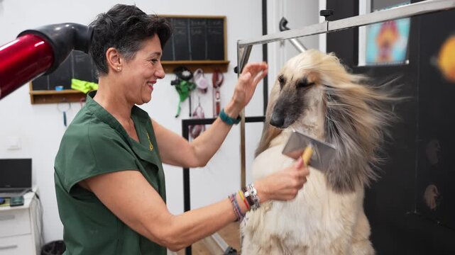 Smiling female groomer carefully brushing and drying a beautiful afghan hound's long fur with a slicker brush and a hairdryer in a pet salon
