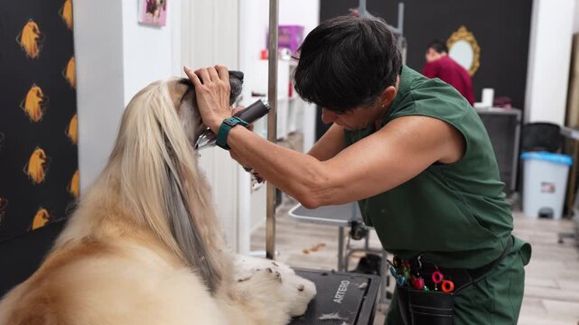 Slow motion footage of a professional groomer carefully trimming the hair on the muzzle of a beautiful afghan hound in a pet salon