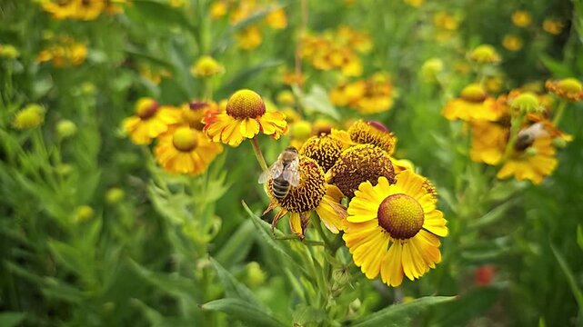 Honey bee pollinating a yellow sneezeweed flower in slow motion