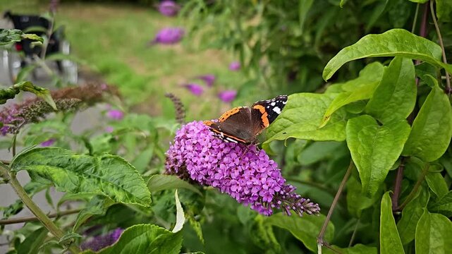 Red admiral butterfly feeding on a purple buddleja flower
