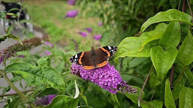 Red admiral butterfly pollinating purple buddleja flower