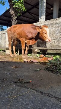 Brown sacrificial cow standing outdoors before Eid al-Adha, captured in natural sunlight with rural livestock and farming context.
