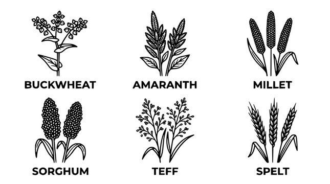 Vector graphic illustration of various grain types in black and white