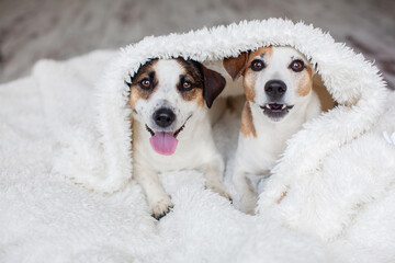 Dogs in white blanket at home © Tatyana Gladskih