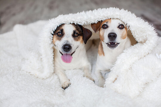 Dogs in white blanket at home