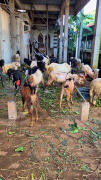Qurban goats gathered in a livestock pen before Eid al-Adha sacrifice, symbolizing faith, tradition, and community celebration.