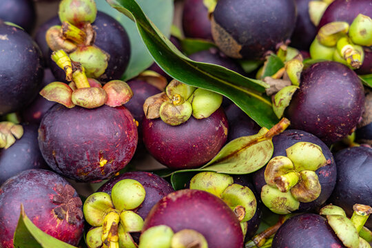 Mangosteen (Garcinia mangostana), mangostan or purple mangosteen. The KCC Farmers Market is Oahu&rsquo;s largest and most popular open-air morning market,  in Honolulu Hawaii.