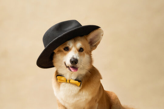 The Pembroke Corgi wears a large black hat and looks forward from a studio floor.