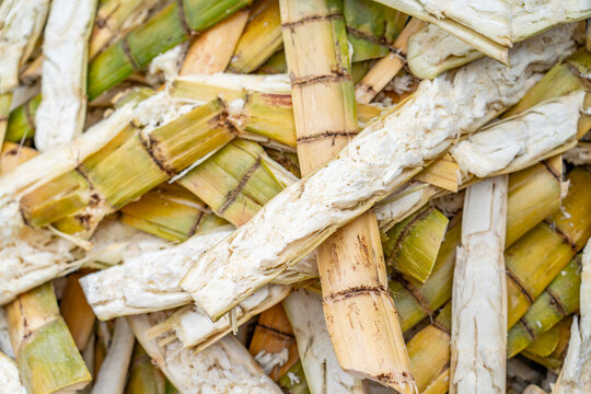 Extracting juice from sugarcane. The KCC Farmers Market,  in Honolulu Oahu Hawaii. Sugarcane or sugar cane is a species of tall, perennial grass (in the genus Saccharum, tribe Andropogoneae) 