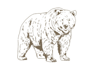 Obraz premium Vintage Bear Illustration, Hand Drawn Engraving Style Wildlife Drawing